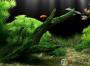 梦幻水族馆破解版|梦幻水族馆动态屏保 1.240增强汉化安装版