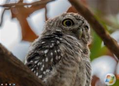 Win10 1803四月更新任务栏消失了修复方法