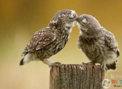 Win10 1903发布两款新主题两款主题Bing Animals和Bing US National Parks