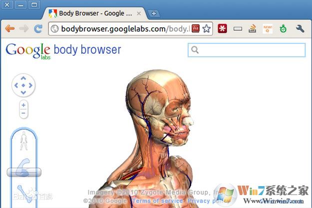 Google人体浏览器下载_Google人体浏览器v60.0(人体模型3D浏览器)
