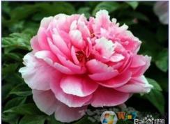 PS通道抠图教程,ps通道抠图步骤(最快最简单)