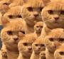 橘猫表情包下载|橘猫全套表情包 