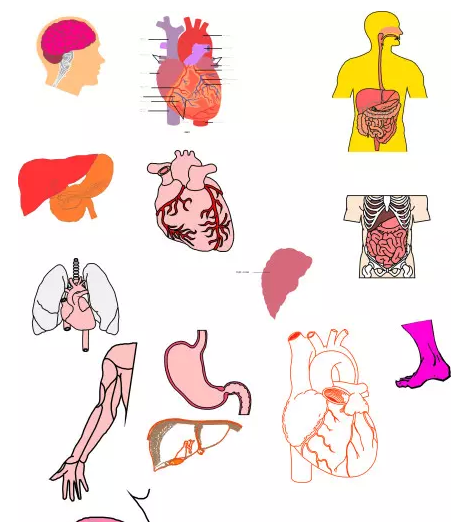 人体器官图下载|人体内脏器官结构图 PDF高清完整版