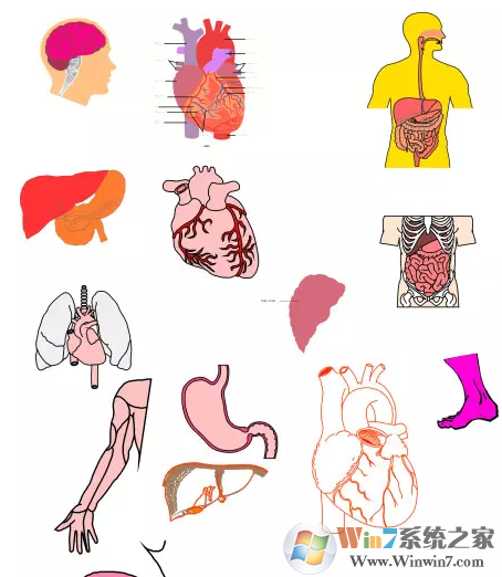 人体器官图下载|人体内脏器官结构图 PDF高清完整版