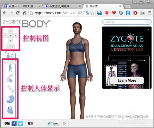 谷歌人体浏览器下载_Google人体浏览器(Zygote Body)绿色版