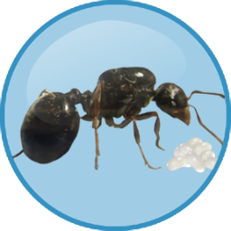 Antkeeper饲养蚂蚁游戏 v1.2.11 汉化版