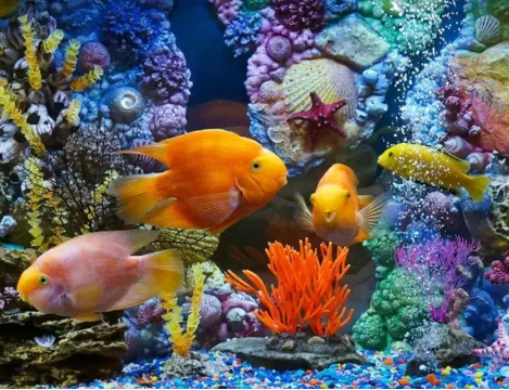 Dream Aquarium梦幻水族馆屏保 V1.293汉化版