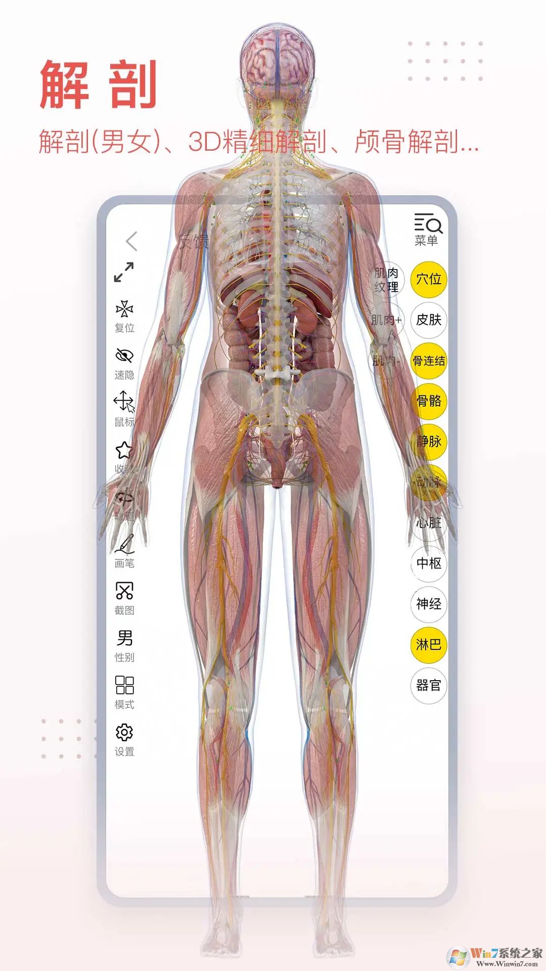 3DBody解剖