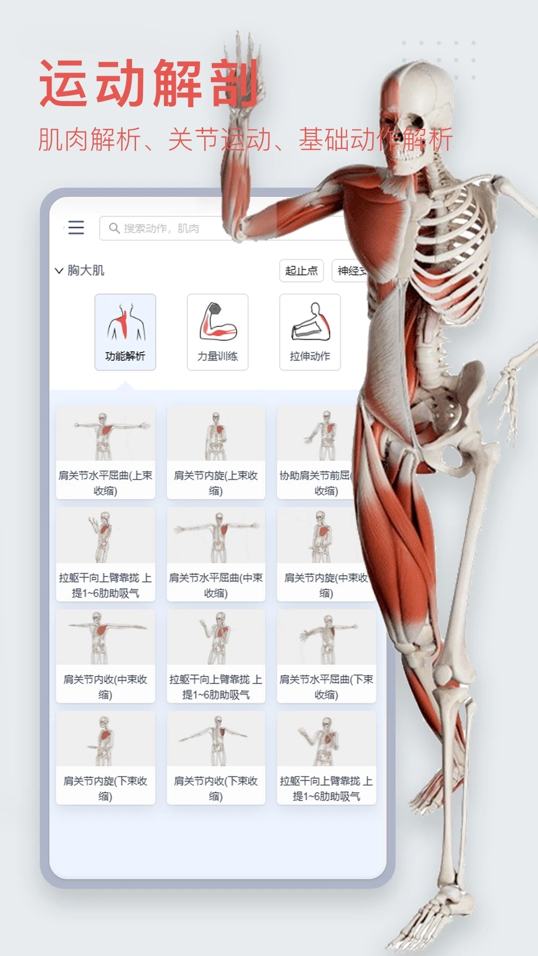 3Dbody人体解剖