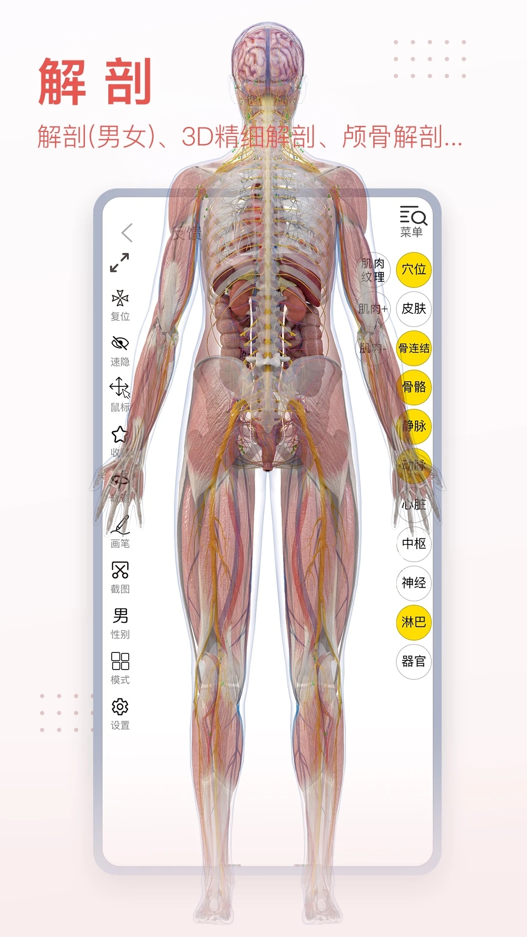 3Dbody人体解剖