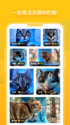 哈啰街猫app2024官方版