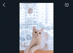 万兴喵影怎么剪辑视频 | 万兴喵影使用教程