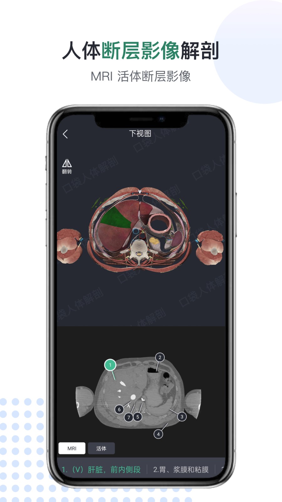 口袋人体解剖最新版