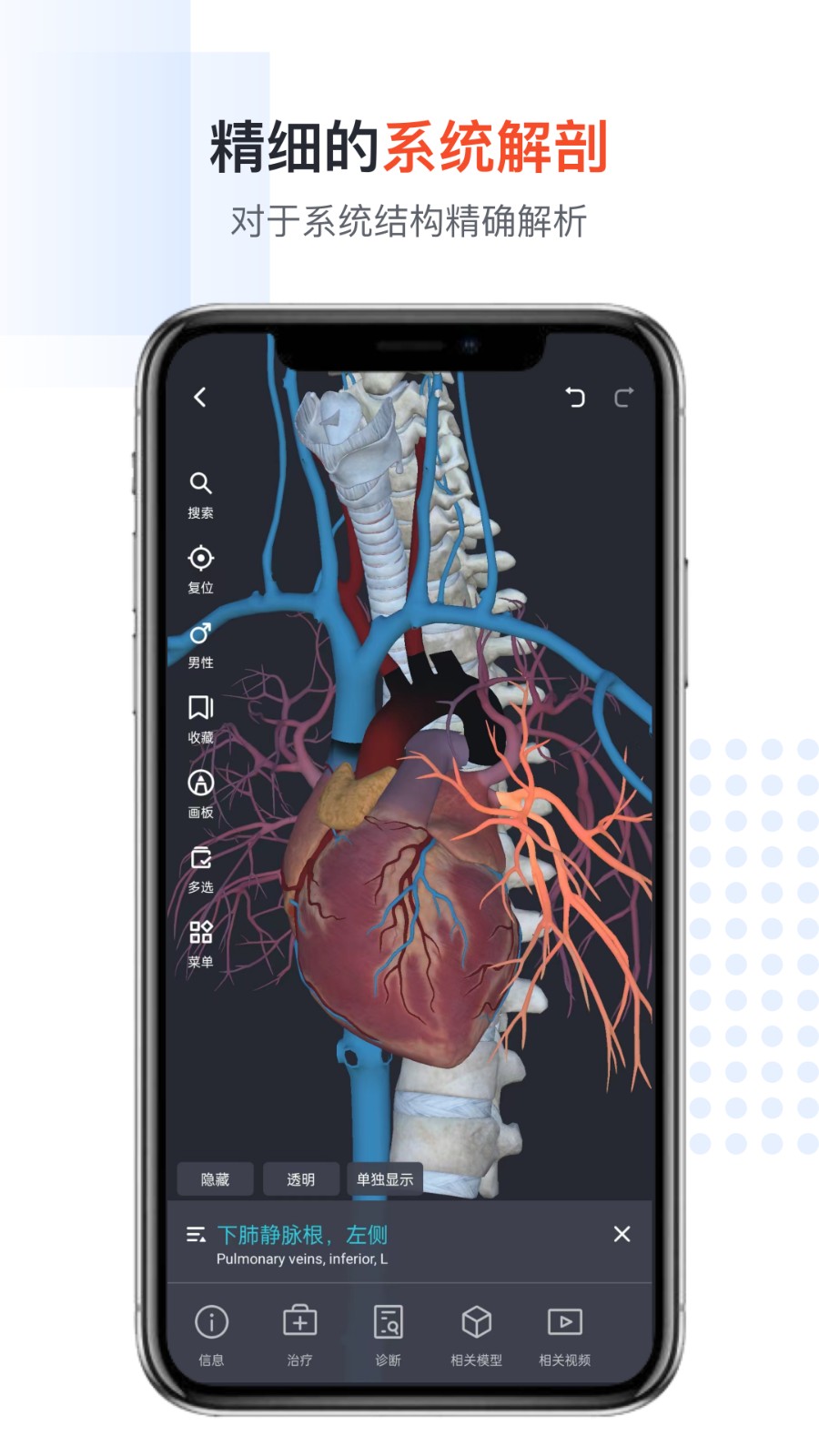 口袋人体解剖最新版