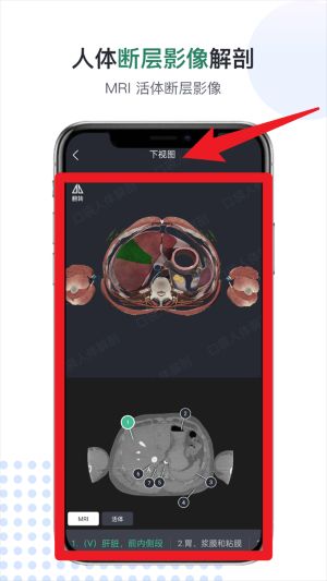 口袋人体解剖最新版