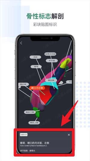 口袋人体解剖最新版