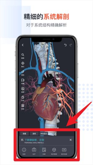 口袋人体解剖最新版