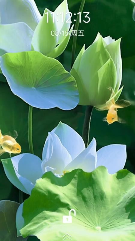 荷花锦鲤壁纸app官方版