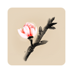 冬蜃楼手机正式版