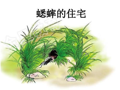 蟋蟀的住宅课文PPT课件免费版