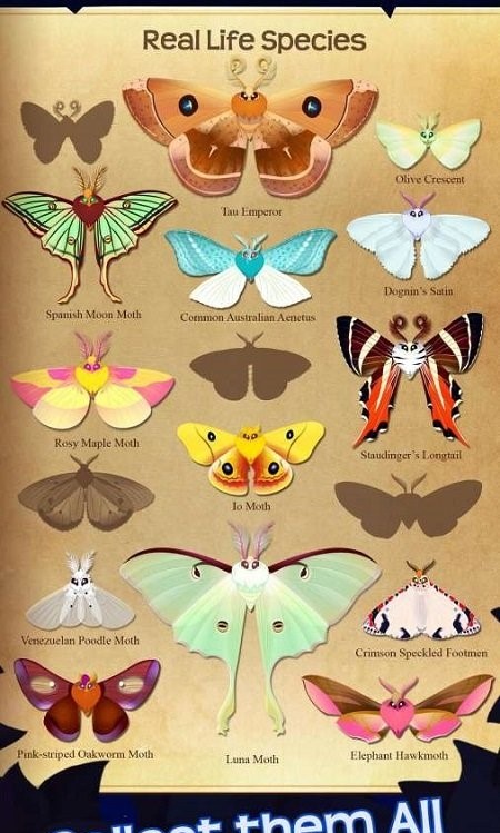 蝴蝶之星夜(starlight)汉化版