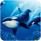 虎鲸模拟器(The Killer Whale)手机版